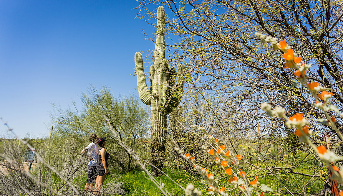 Cactus Arizona