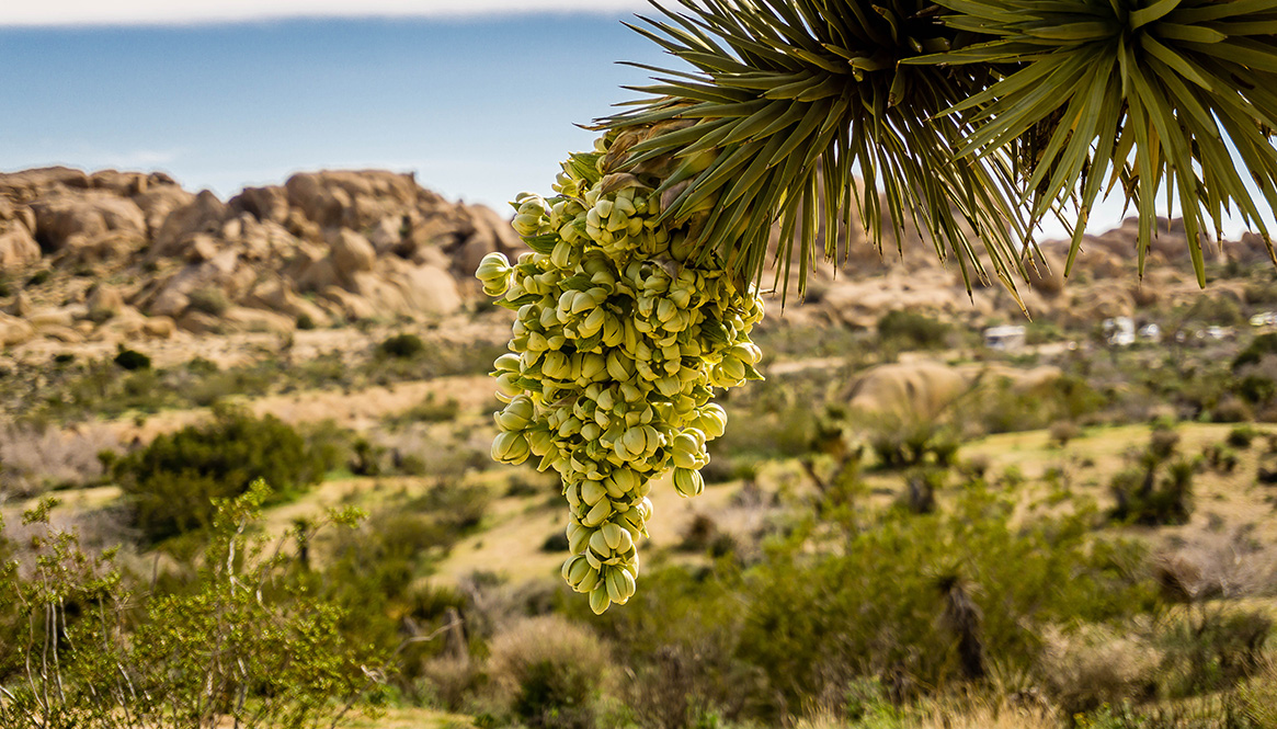 Blooming Joshua tree, California