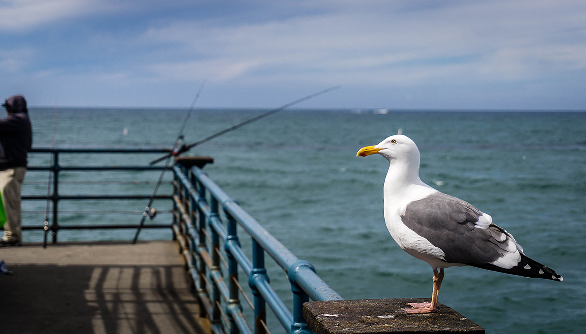 Sea gull Santa Monica