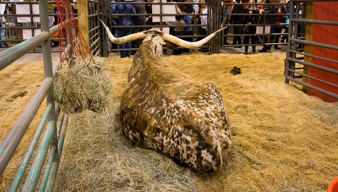 Long horn bull, Texas