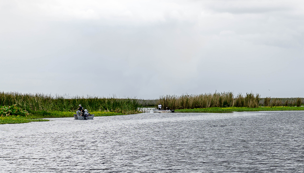 Alligators on Lake Okeechobee, Florida