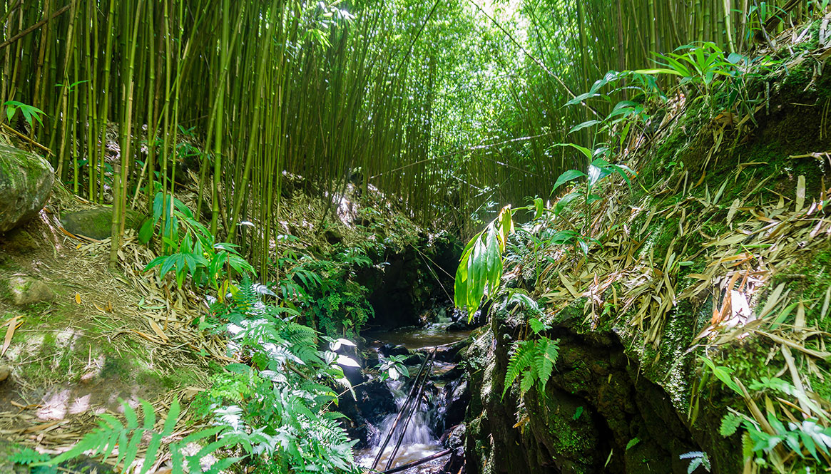 Bamboo forest, Maui