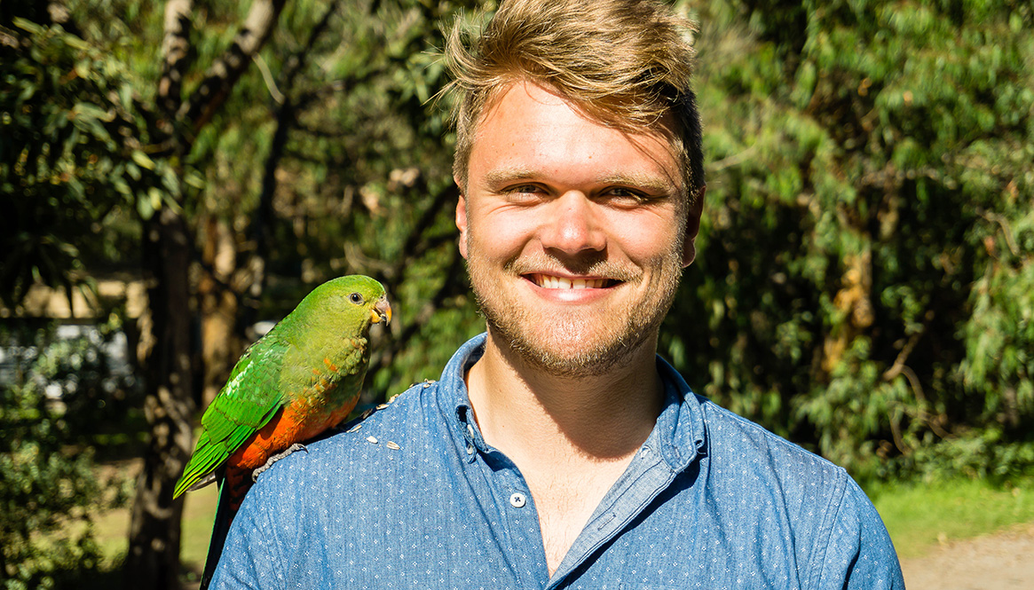 Parrot, Australia