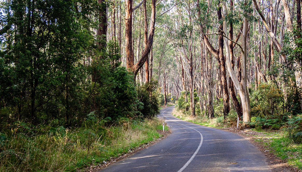 Eucalyptus Forrest, Victoria