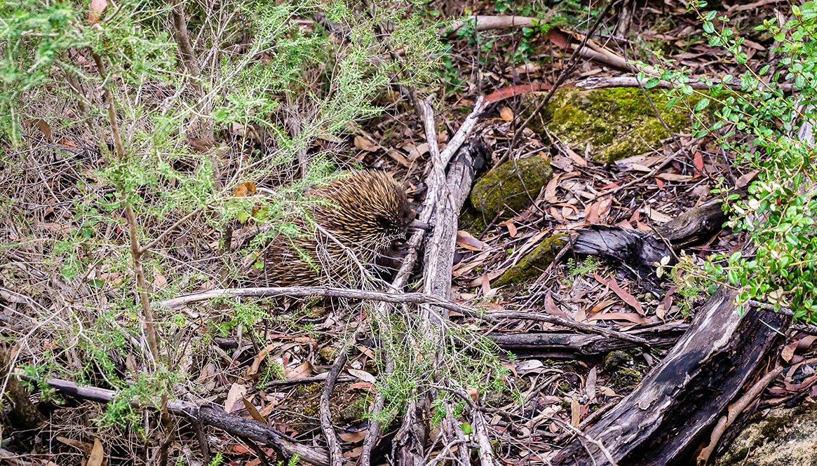 Hedgehog, Australia