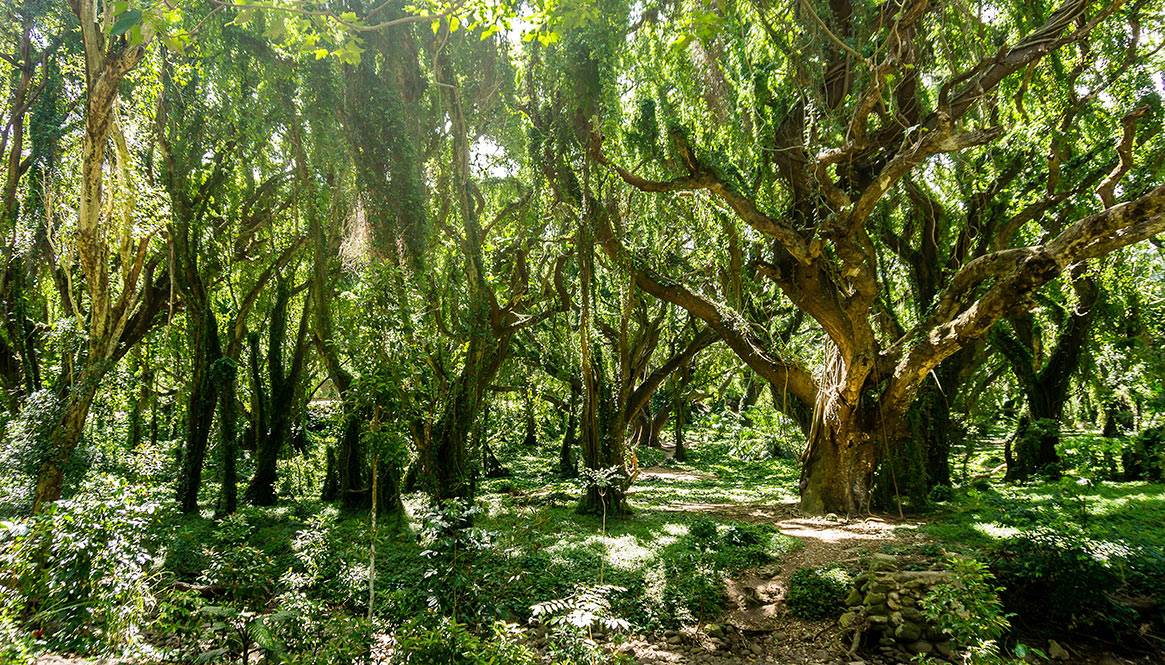 Jungle, Lahaina