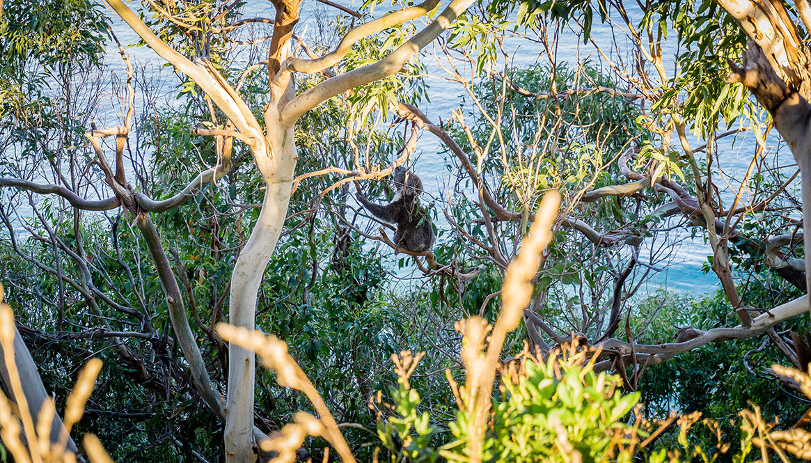 Koala, Teddy's Lookout