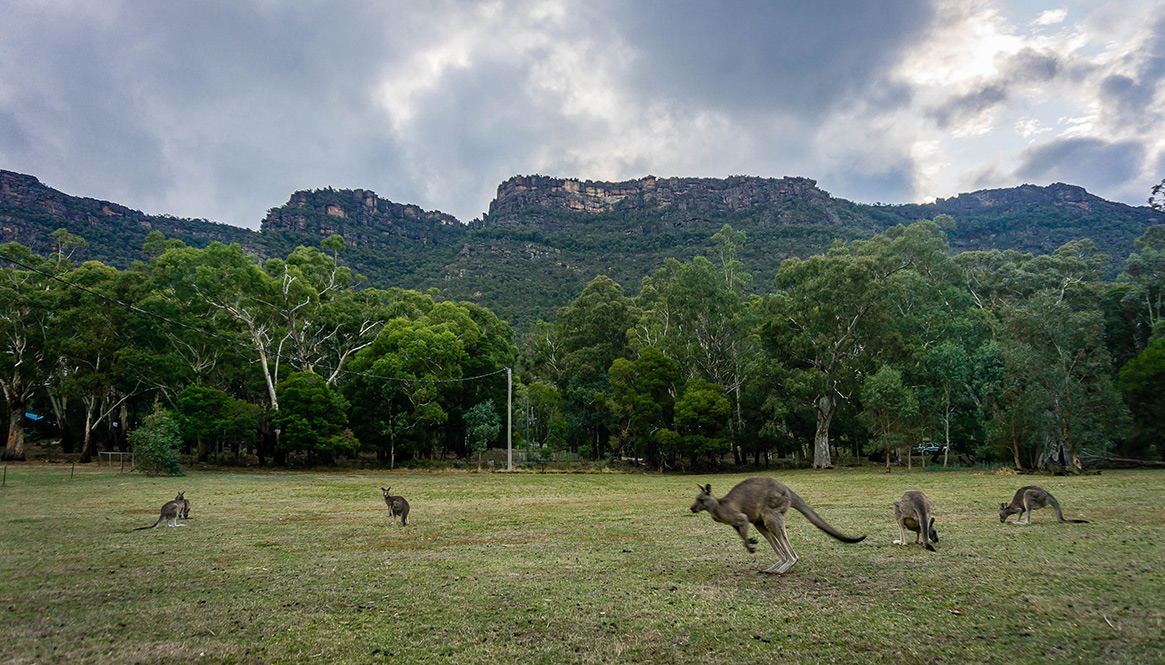 Kangaroo, Grampians.