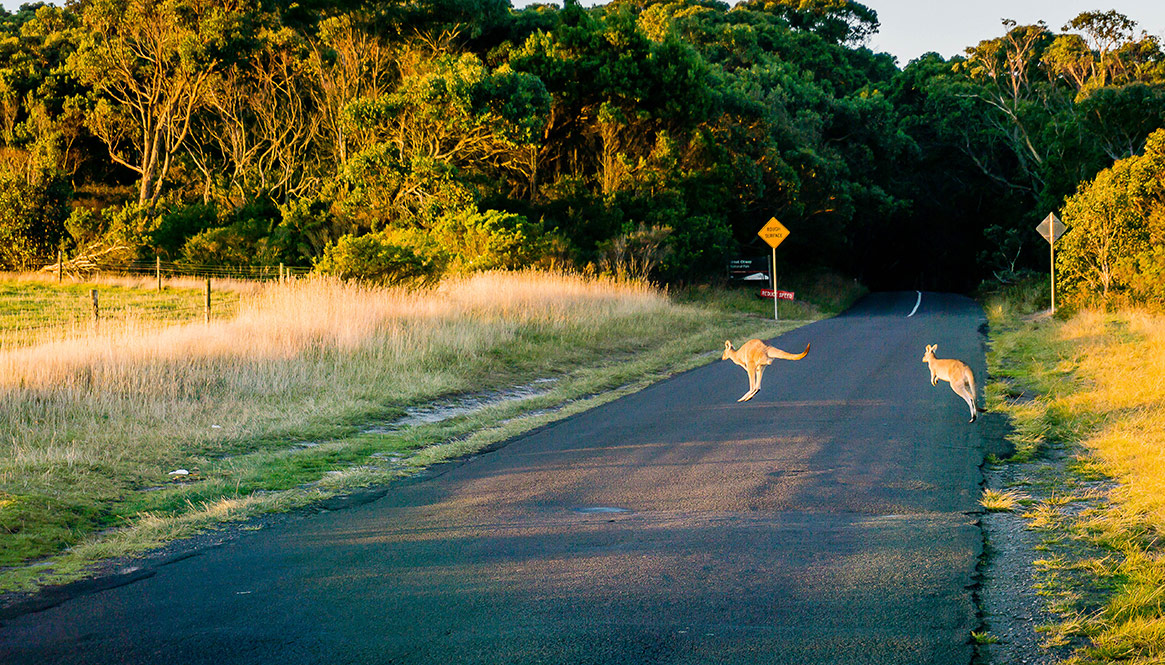 Kangaroo, Australia