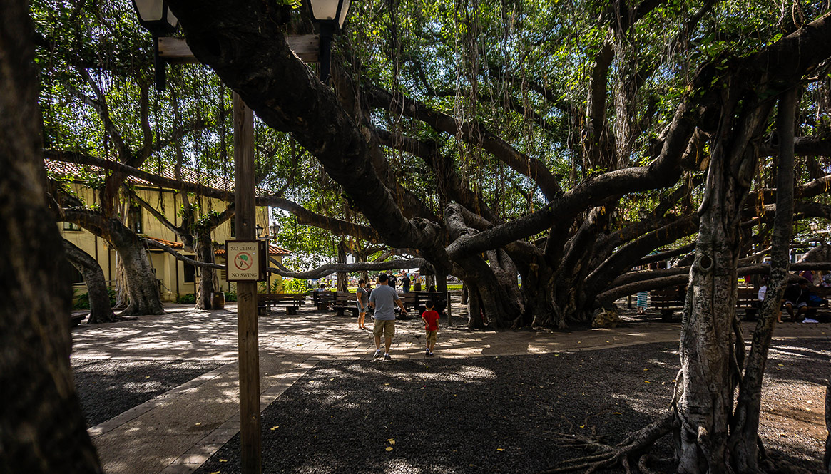 Banyan Tree, Hawaii