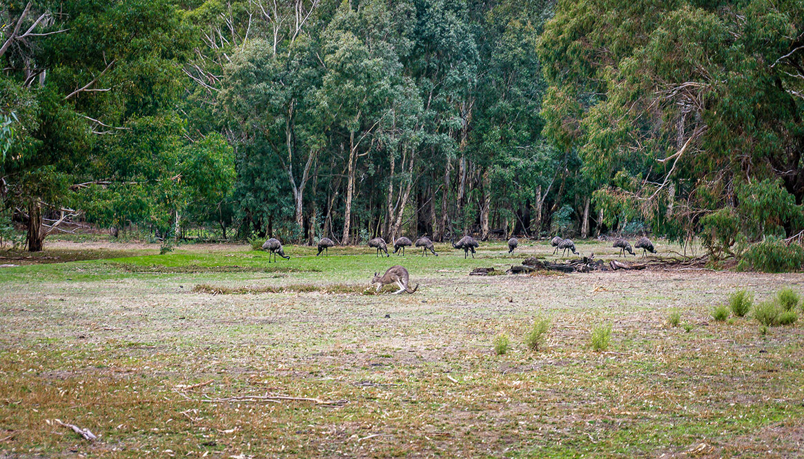 Emu, Grampians.