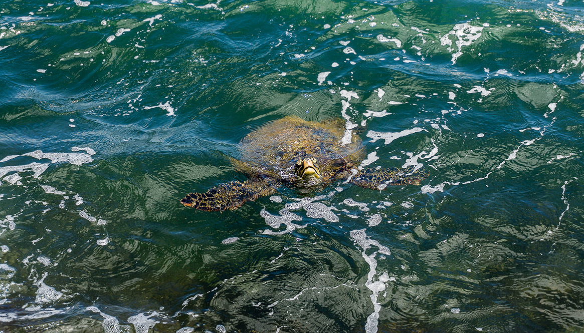 sea turtle, Maui