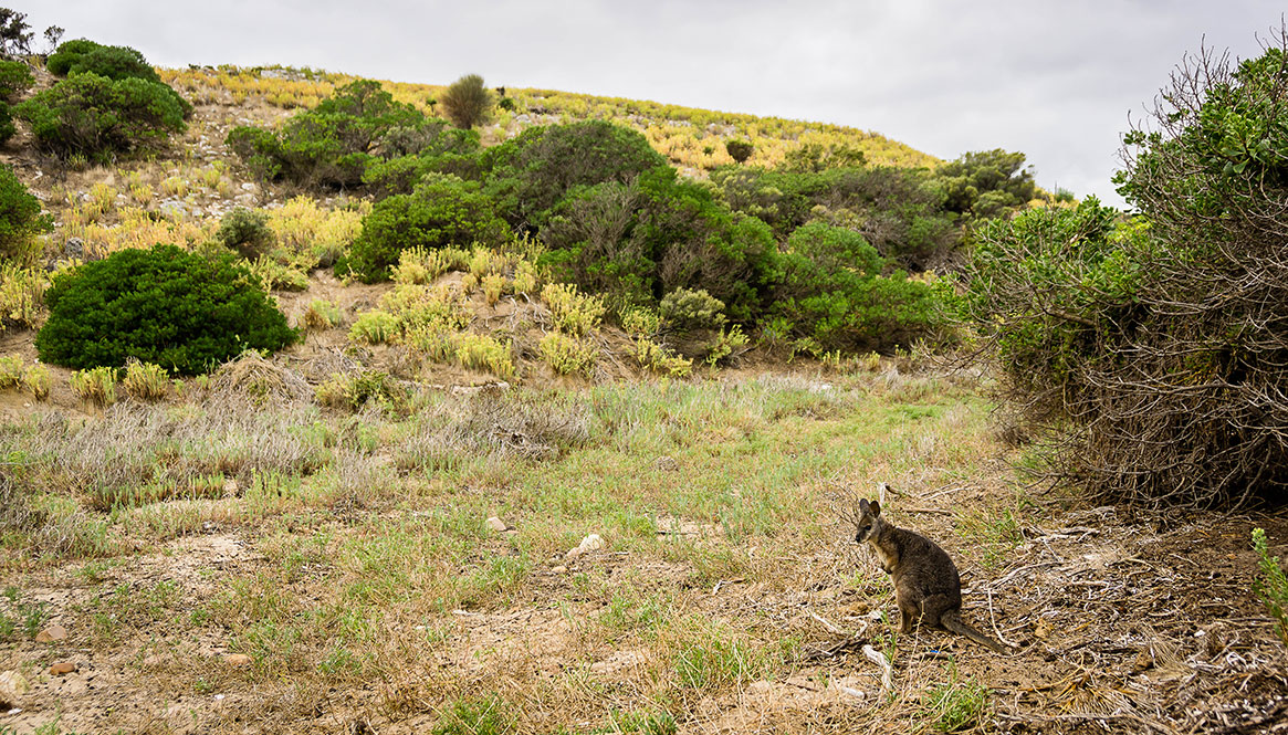 Wallaby, Kangaroo Island