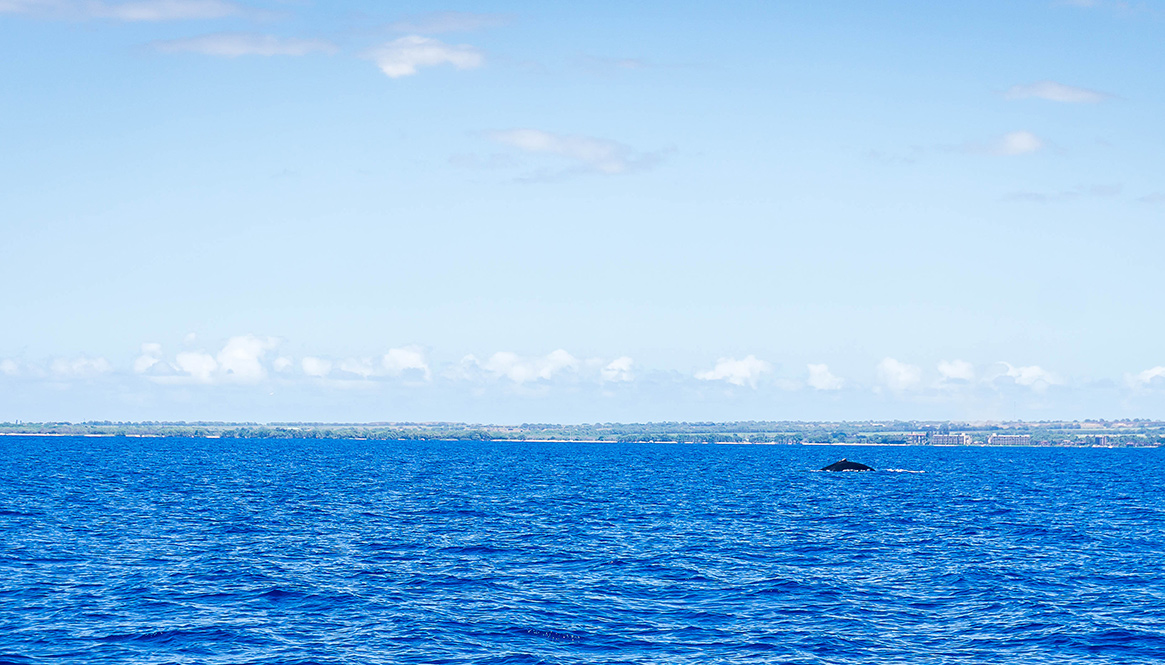 humpback whale, Maui