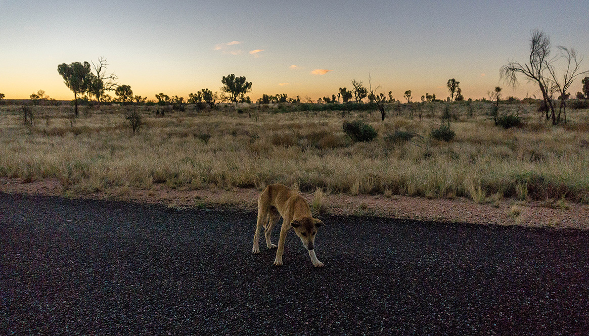 Dingo, South Australia