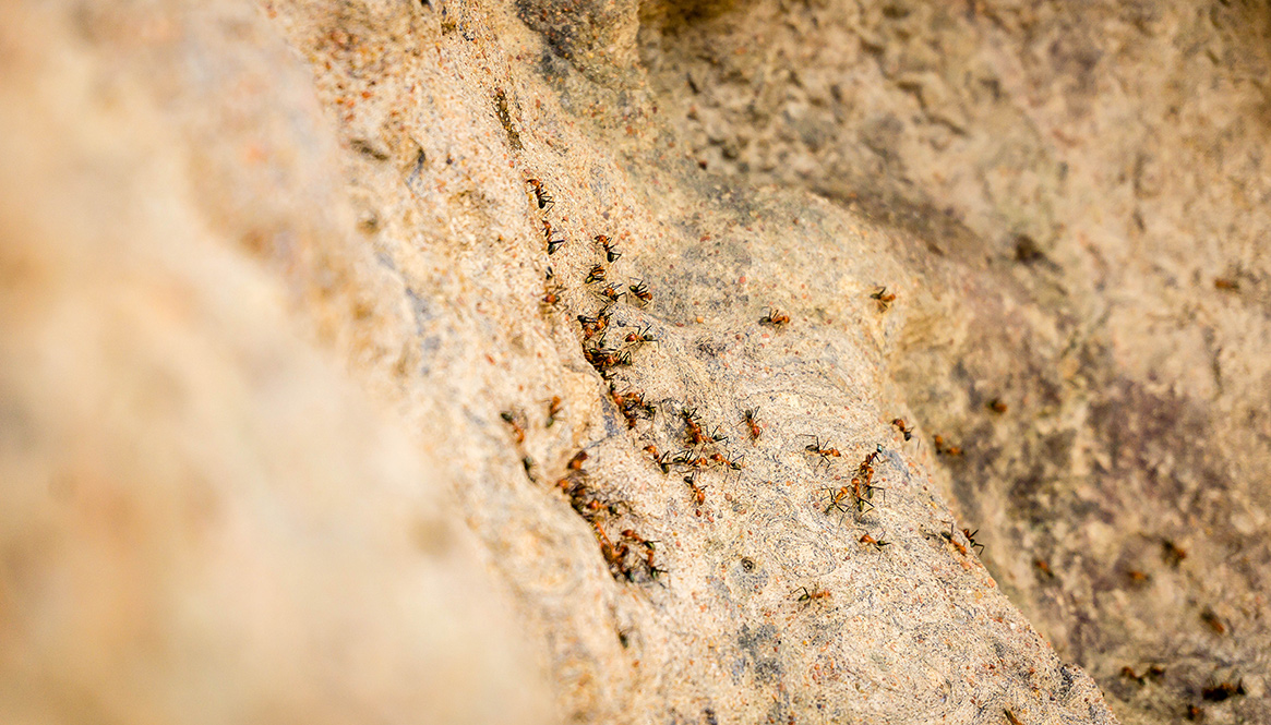 Termites, Australia