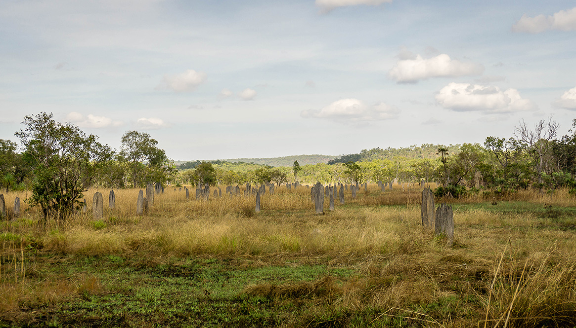 Termite Mounds, Litchfield