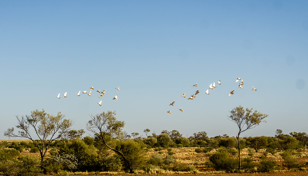 Cockatoo, South Australia