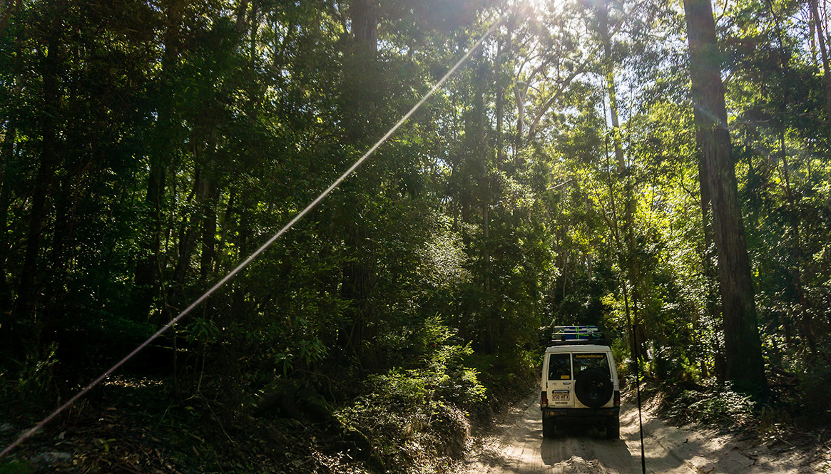 Rainforest, Fraser island