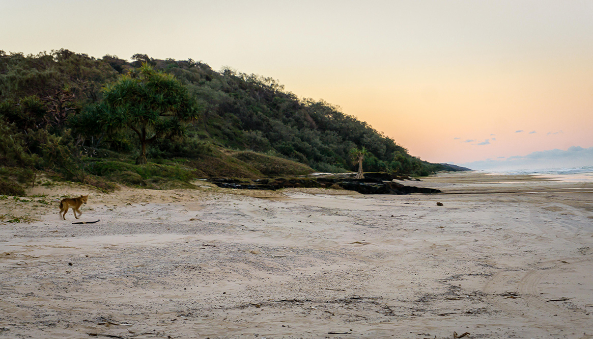 Dingo, Fraser Island