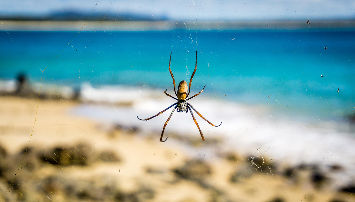 Spider, Noosa