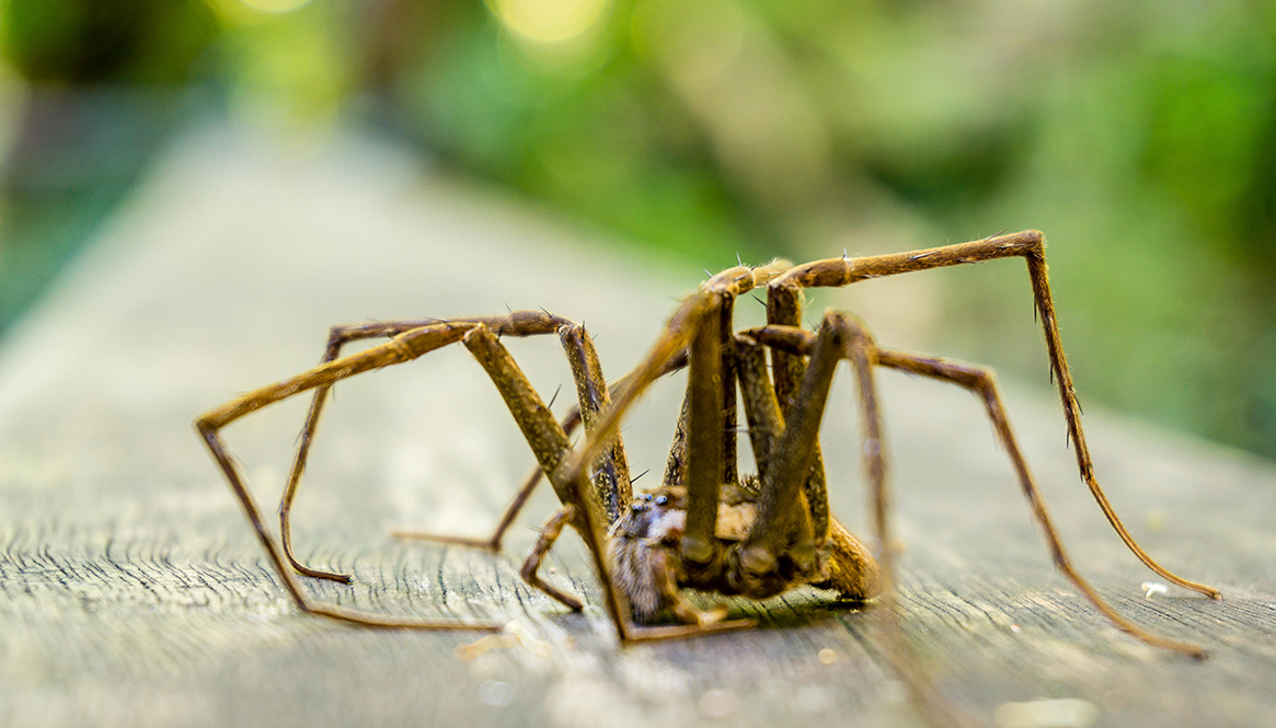 Spider, Fraser Island