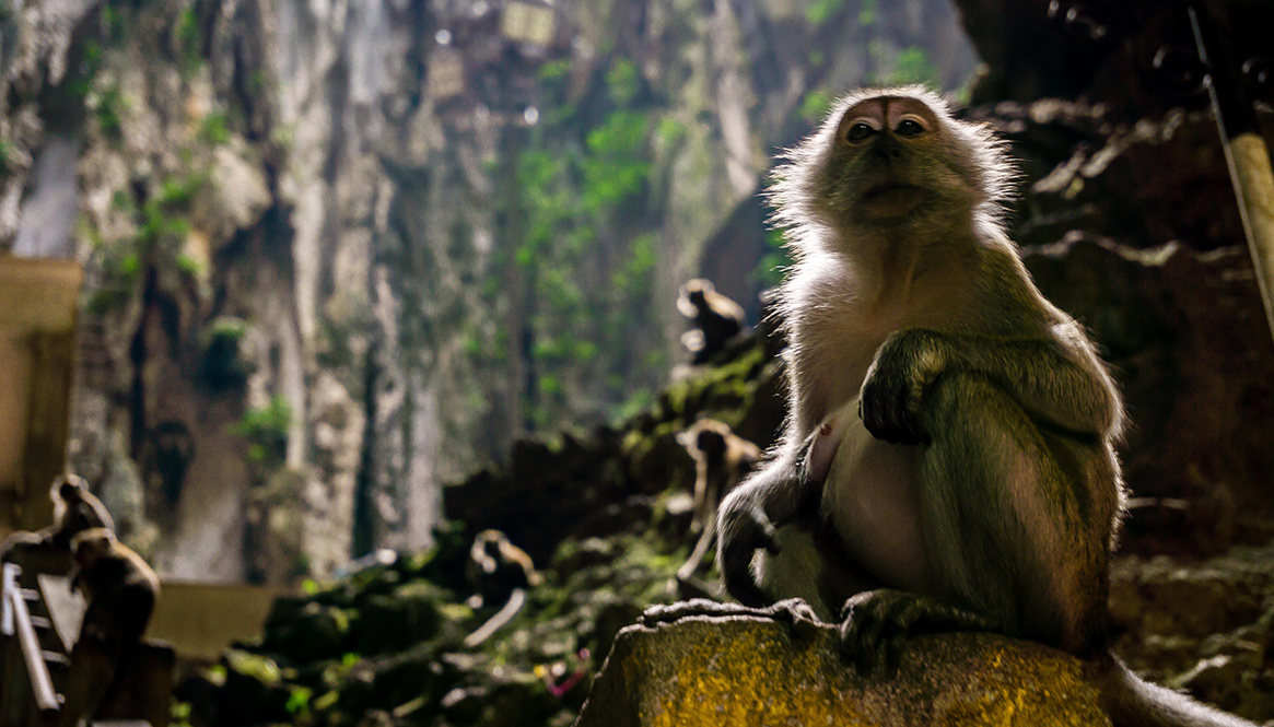 Monkey, Batu Caves