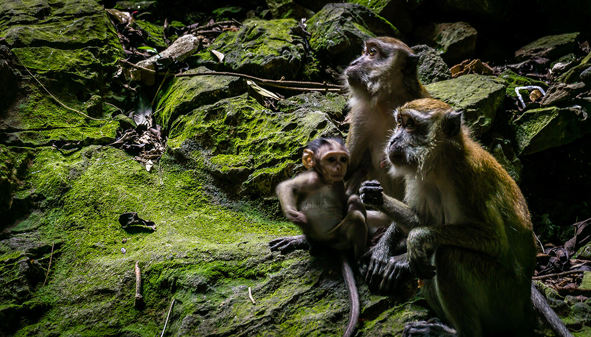 Monkeys, Batu