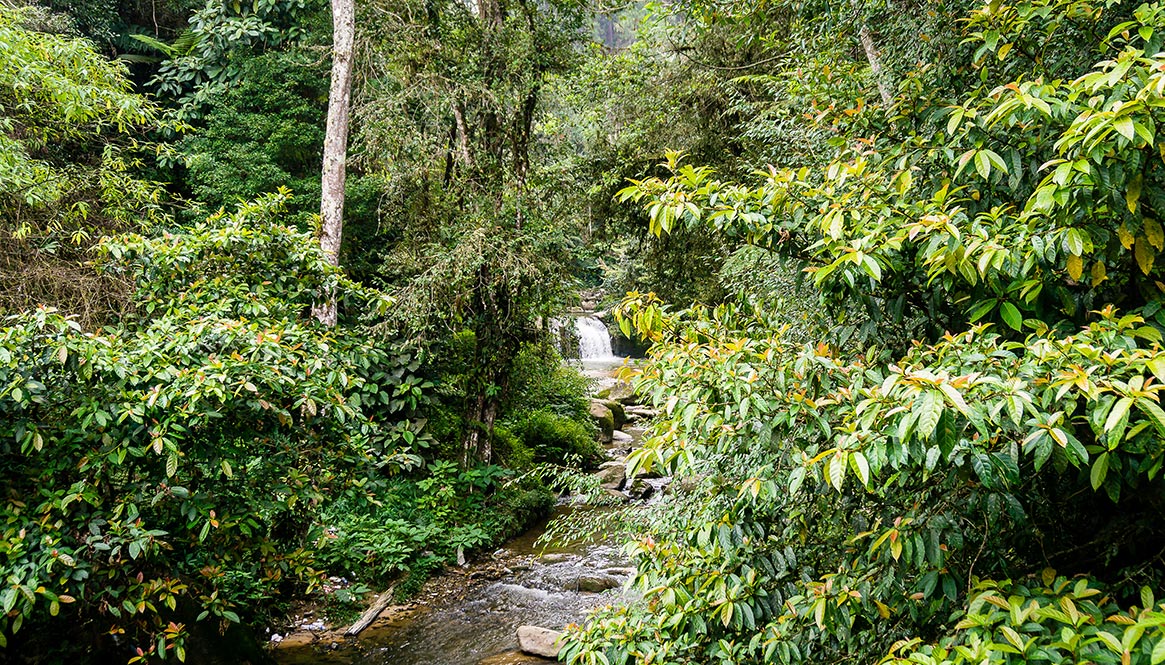 Falls, Cameron Highlands