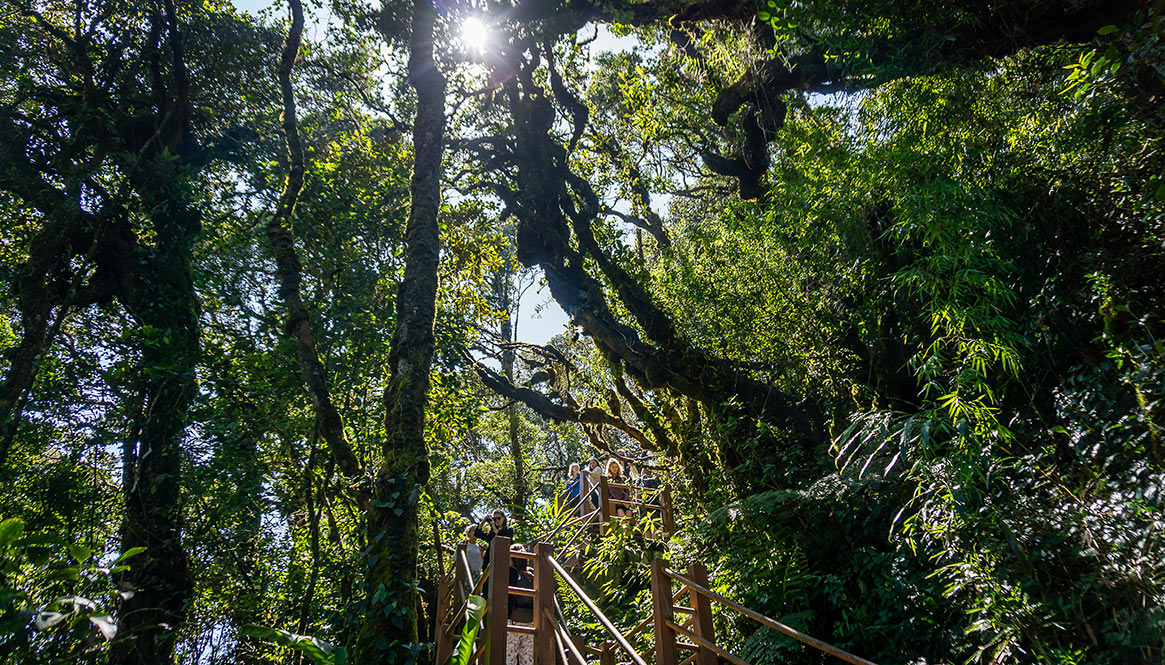 Mossy Forest, Cameron Highlands