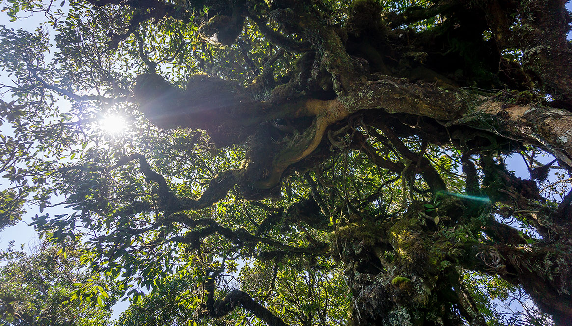 Mossy Forest, Cameron Highlands