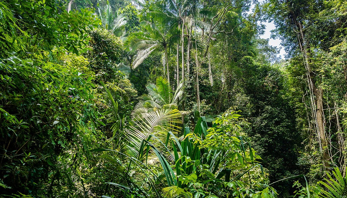 Jungle, Penang Hill