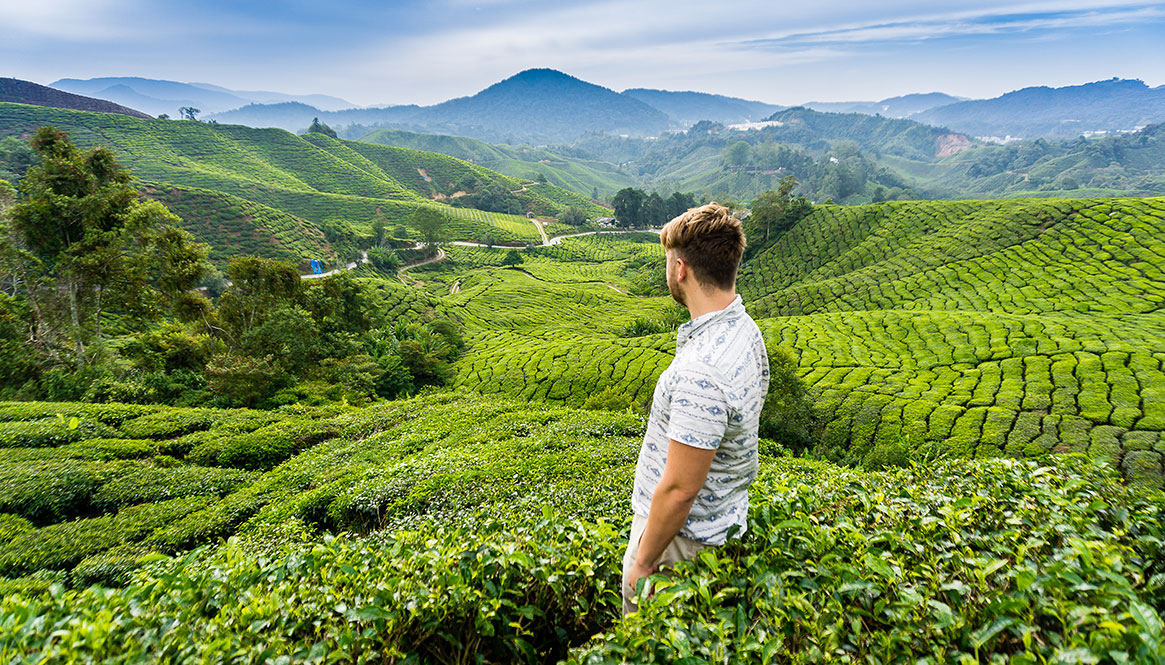 BOH, Cameron Highlands