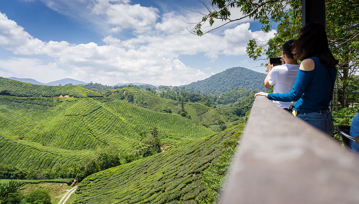 BOH, Cameron Highlands