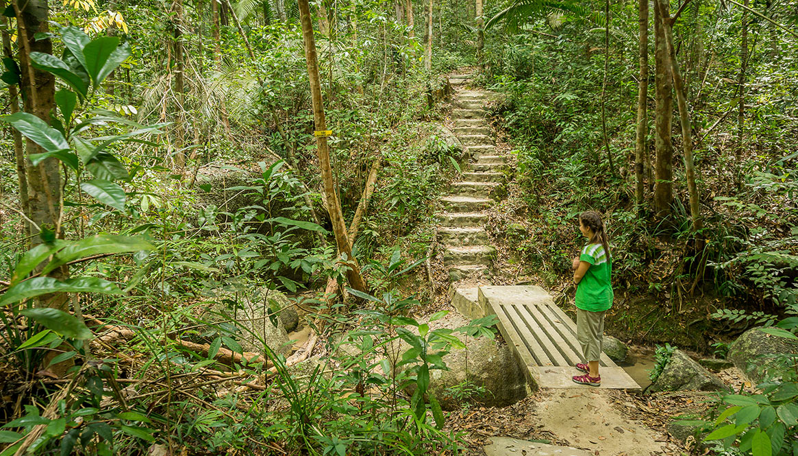 Bridge, National Park, Penang