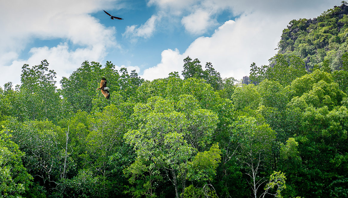 Eagle, Langkawi