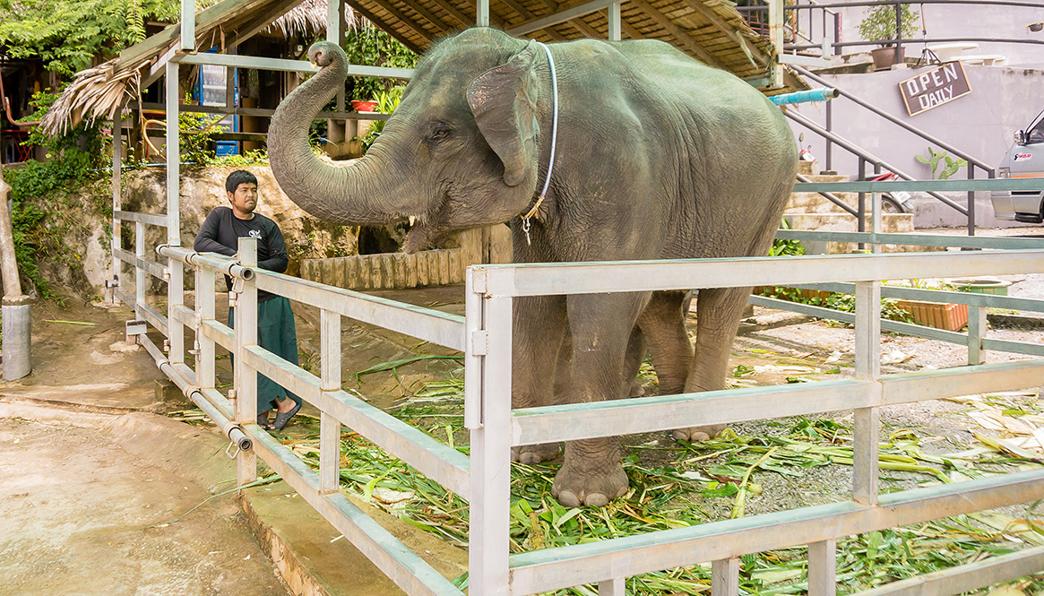 Elephant, Phuket