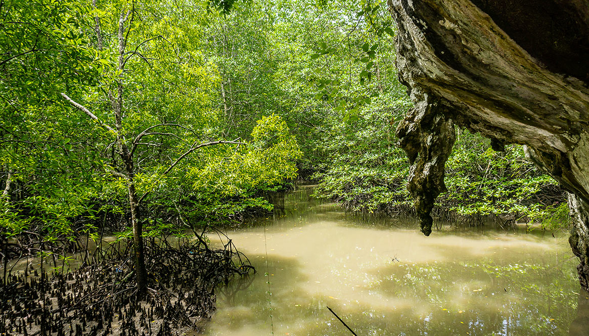 Mangroves, Langkawi