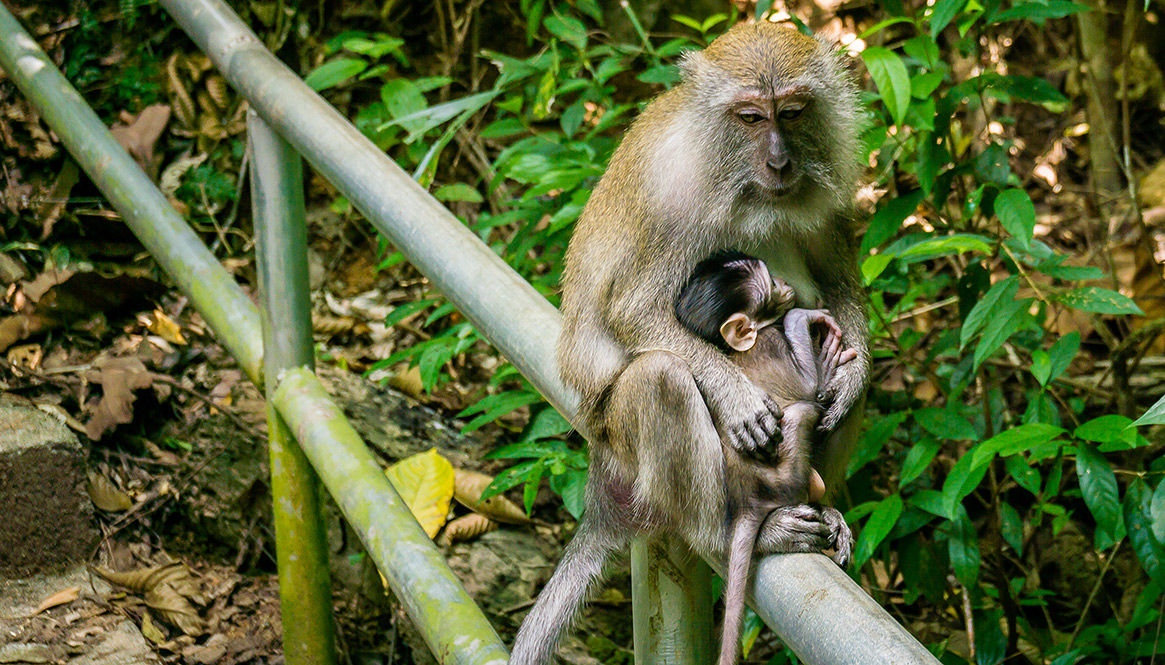 Monkey, George Town