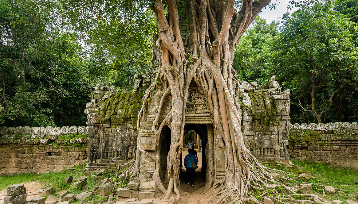 Mother nature, Angkor Wat