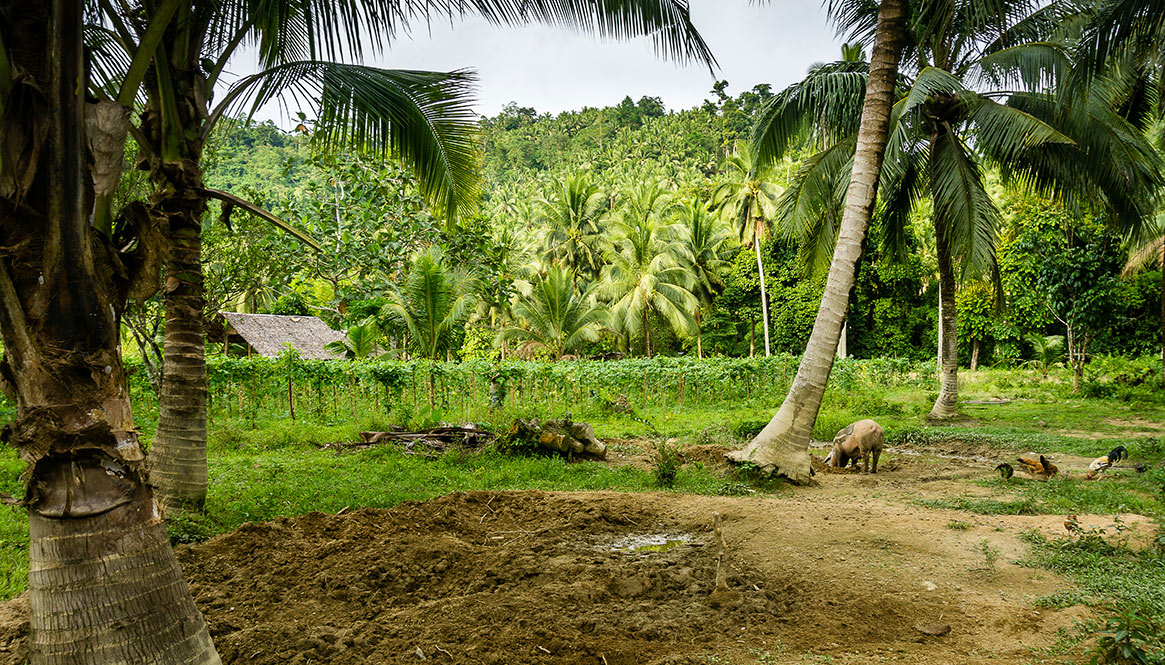 Farm, Philippines