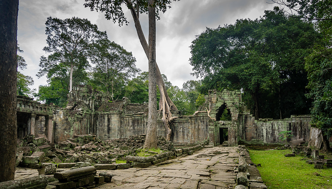 Tree, Angkor Wat