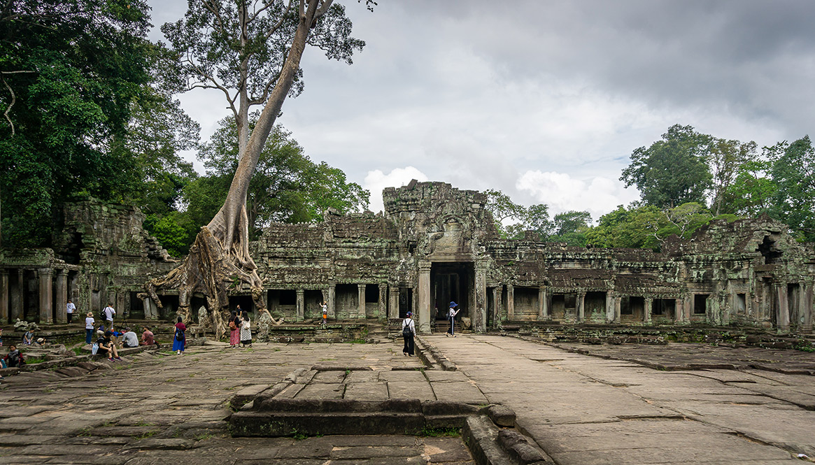 Tree, Angkor Wat