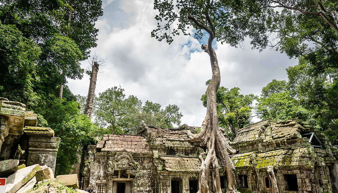 Tree Temple, Angkor Wat