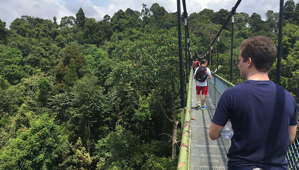 Tree Top Walk, Singapore