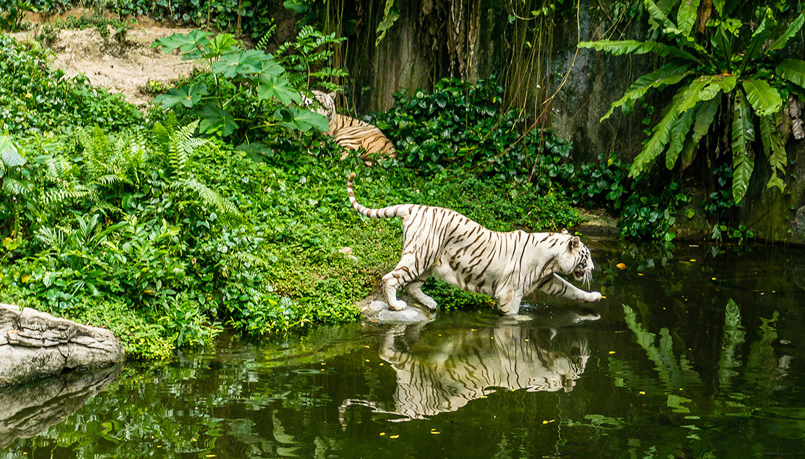 Tiger, Singapore Zoo