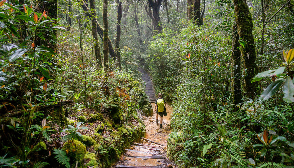 rain forest, borneo