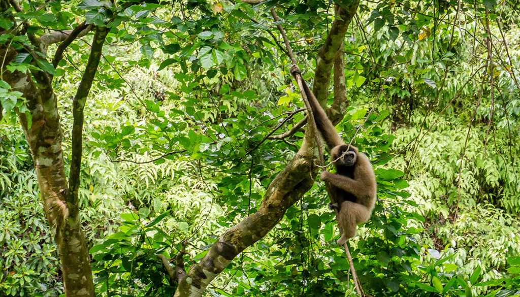 Silvery Lutung, Borneo