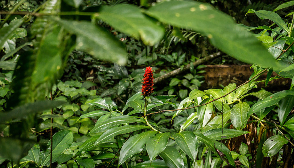 Plant, Borneo