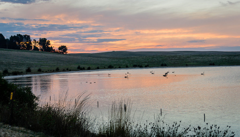 Swan Lake, Coorong.